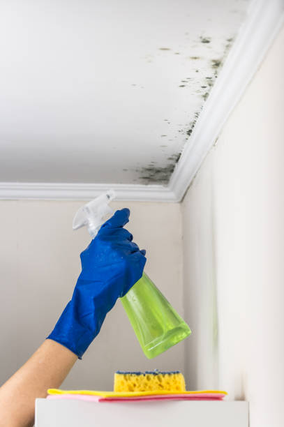Best Kitchen Mold Remediation in Auburn, ME